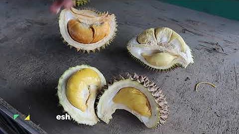 How to Choose & Pick the Best Durian? (Avoid Buying FAKE Musang King/Black Thorn)