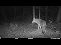 Creatures of the Night - trail cam videos