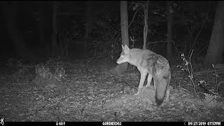 Creatures of the Night - trail cam videos screenshot 3