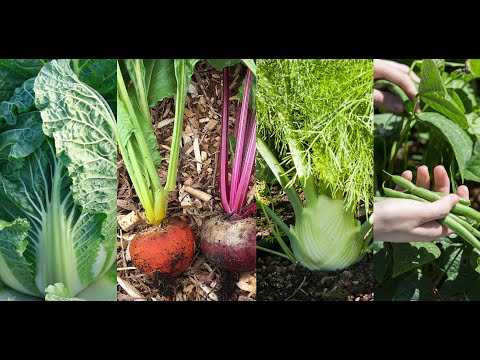 Video: Špenát na pestovanie v lete – Odrody špenátu odolné voči teplu