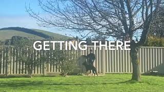 Dog Training Using Recallers Games is Life Saving Literally!