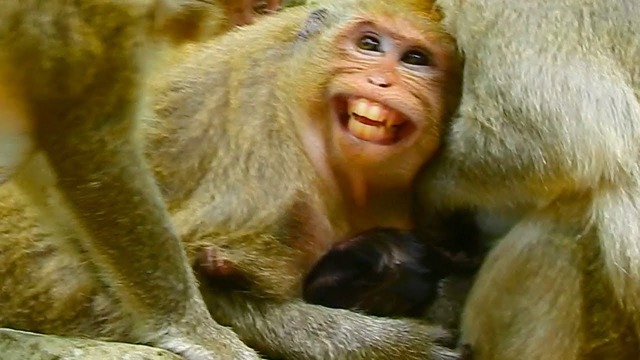 Danna very scare show white teeth try to protect baby / Monkey Post