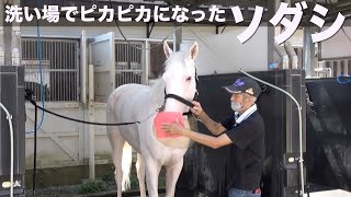 【注目馬の動向】洗い場で今浪厩務員にピカピカに磨かれるソダシ《東スポ競馬ニュース》