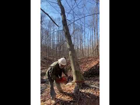 Finally back at it! Kentucky Logging