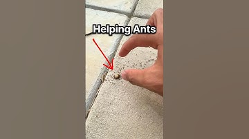 I HELPED an ANT COLONY!!