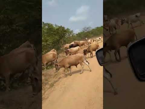 cows crossing the