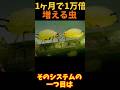 【ゆっくり解説】たった1匹が1か月で1万倍増えるアブラムシ