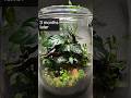 Anubias Coffeefolia terrarium