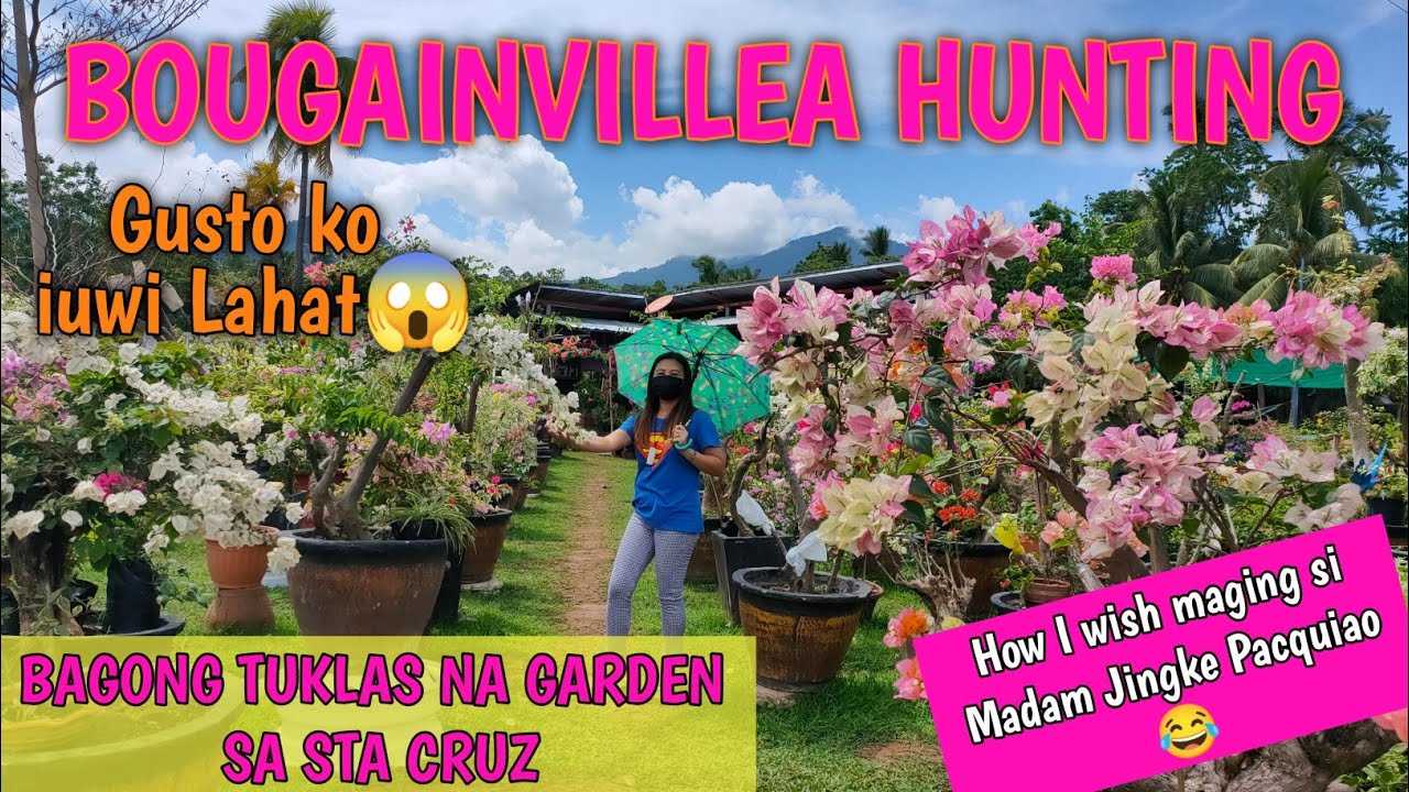 BOUGAINVILLEA GARDEN TOUR AT STA CRUZ/ANG GAGANDA/TISAY COLLECTION
