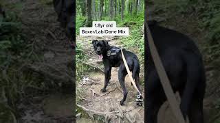 Dog Mom Application.. 👊🥴 Net Worth