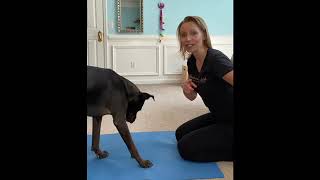 Teach Your Dog to Name Their Toys by Peach on a Leash Dog Training & Behavior Services 1,879 views 4 years ago 4 minutes, 57 seconds