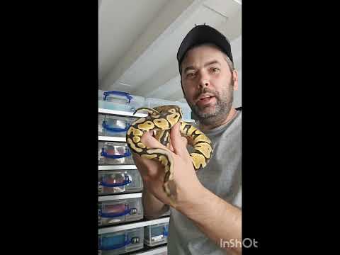 New puzzle ball python pick ups