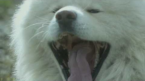 映画『わさお』予告編