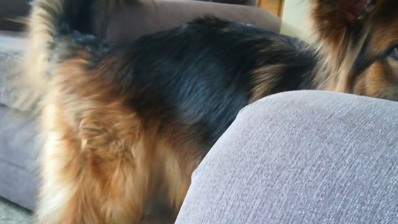 talking german shepherd youtube