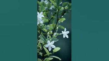 تلاوة عطرة للشيخ ياسر الدوسري آية من سورة الفرقان