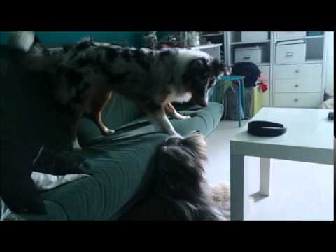 Video: Dieser fleischige Elch eines Hundes sucht nach einem Haus, um mit seinen fabelhaften Falten zu graden