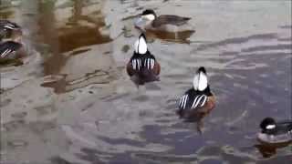 Hooded Merganser Display