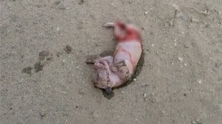 Just born, the poor puppy lay on the dirt road crying loudly calling for its mother