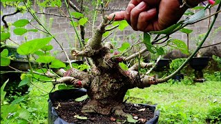 OVERCOMING UNMATCHED GROWING POINTS ON WARU MATERIAL