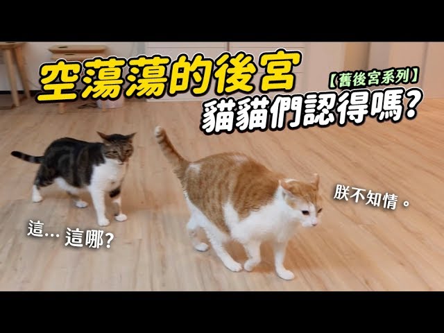 【空蕩蕩的後宮，貓貓們認得嗎？】舊後宮系列 志銘與狸貓
