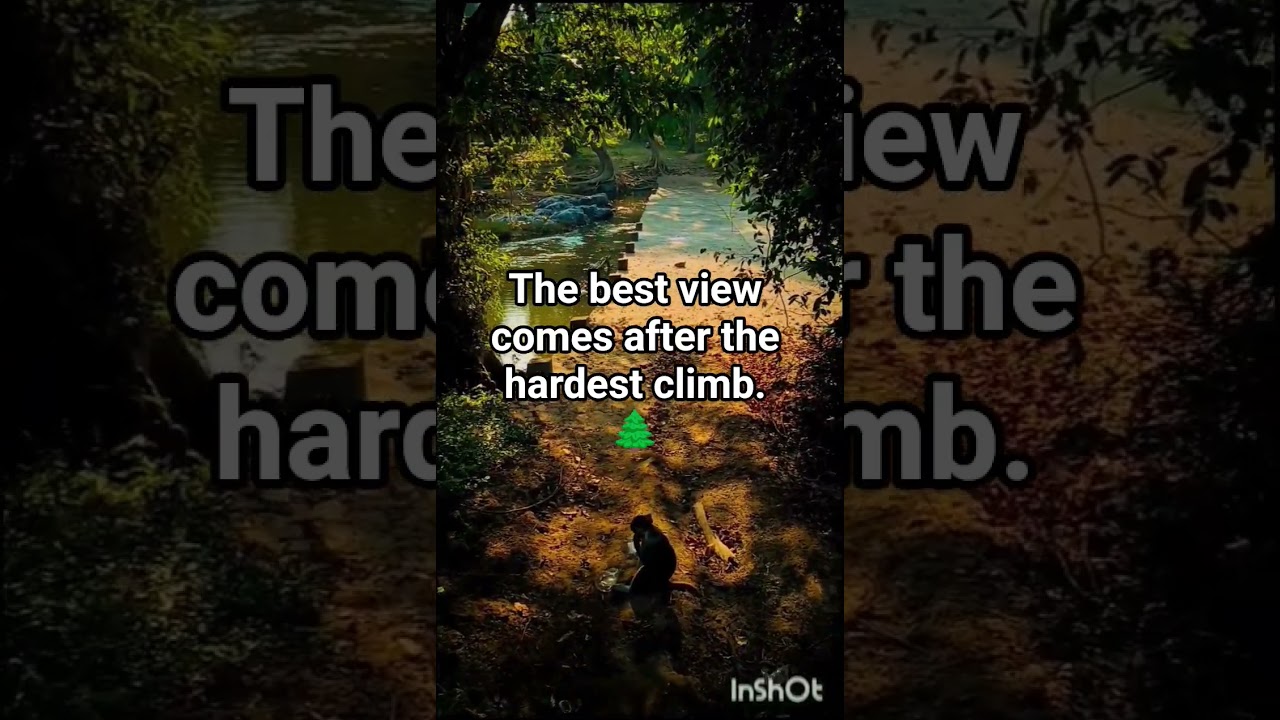 Little Monkey on the Sun-Drenched Trail 🐒