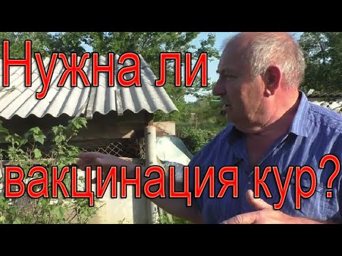Нужна ли вакцинация кур?  Клеточное или напольное содержание птицы.