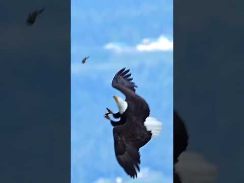 مناورة الصقر