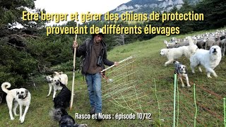 [Episode 10] Etre berger et gérer des chiens de protection provenant de différents élevages