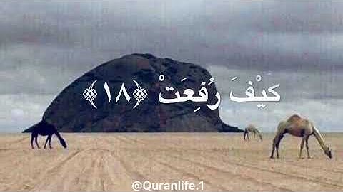 افلا ينظرون الى الإبل كيف خلقت | بصوت سلمان العتيبي- ما تيسر من سورة الغاشية