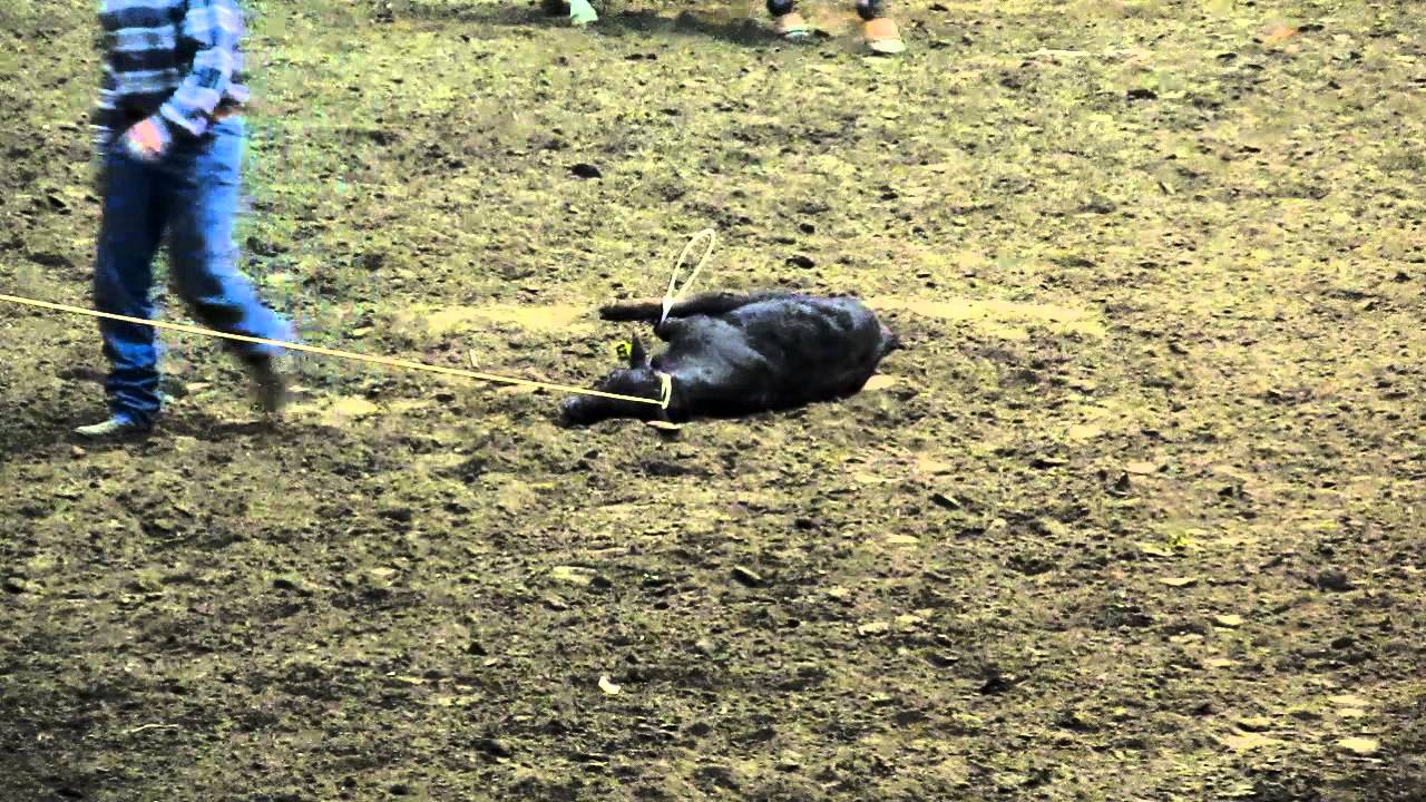 Grand National Rodeo Cruelty Calf Roping YouTube