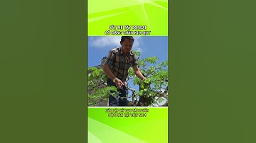 Cây me tây bonsai có dáng thần kim quy, xác lập kỷ lục tác phẩm độc bản tại  Việt Nam