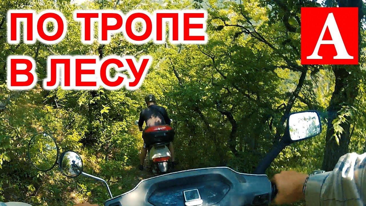 Машина едет через лес