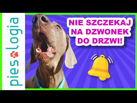 Wideo: Czy twój pies drapie twoje drzwi? Naucz go dzwonić do dzwonka