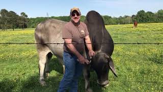 The Cattle Range Listing # 904C348-201