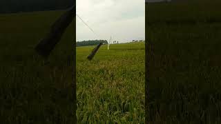 jangan sampai tasala dola