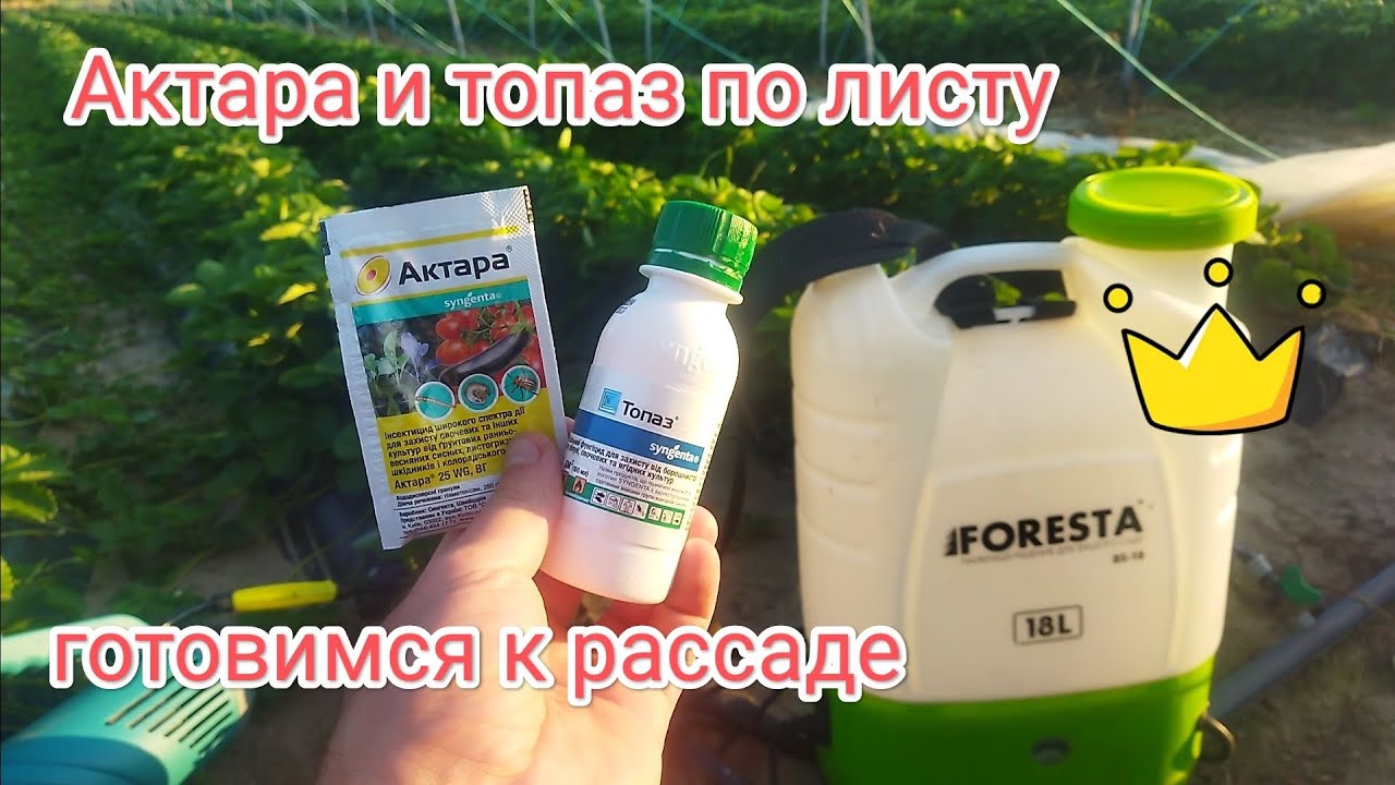 Обработка актарой и топазом от мучнистой росы и белокрылки по листу, готовимся к кассетной рассаде