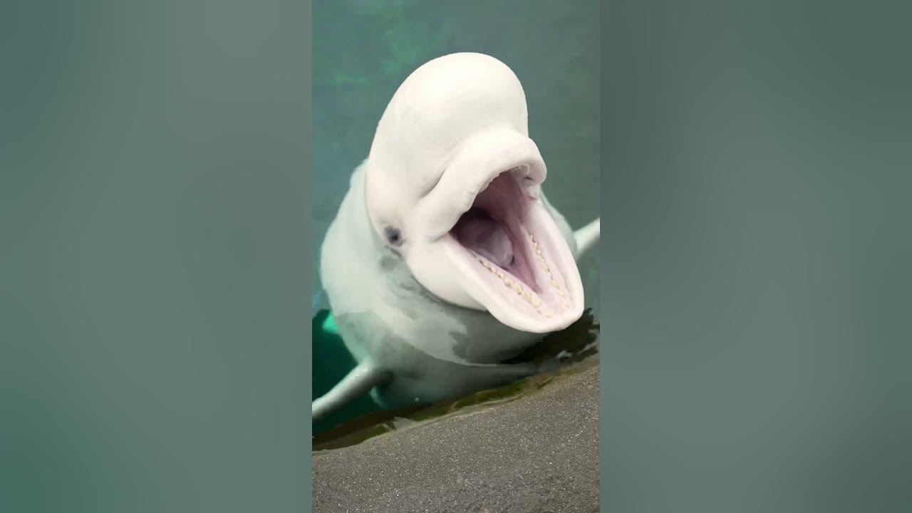 Do beluga whales use their teeth to chew? - YouTube
