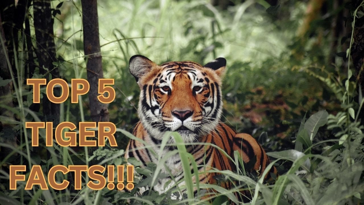 5 Tiger facts you need to know! [educational video]