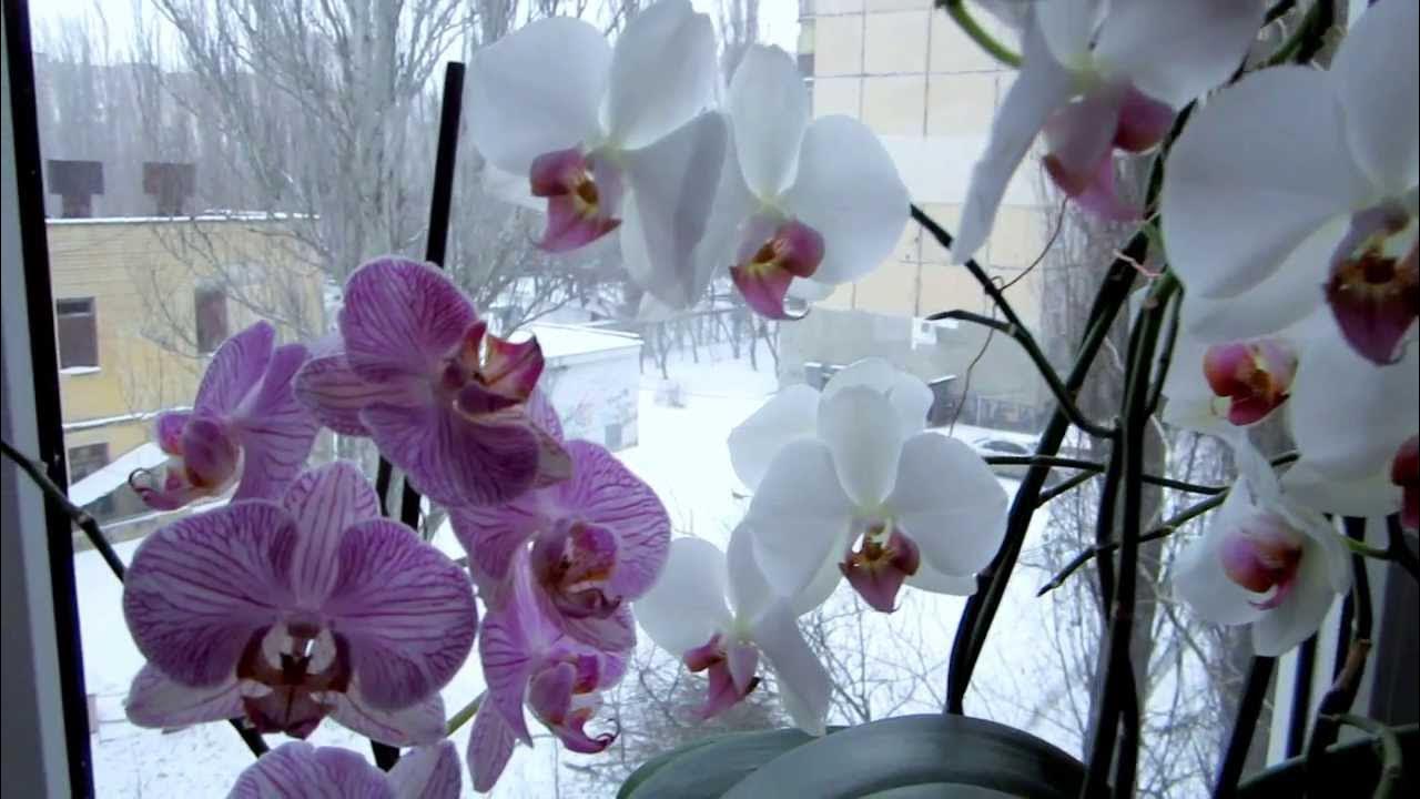 мой зимний уход за орхидеей - YouTube