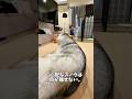 赤ちゃんを見守るハスキーの背中がお父さんすぎる#ハスキン#シベリアンハスキー#ハスキー#犬と赤ちゃん#赤ちゃん