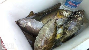 Câu Cá Biển Cá Dìa Cá Nâu Trên Vịnh Bắc Vân Phong Cái Kết Thật Mỉ Mản | NGƯỜI VÙNG BIỂN