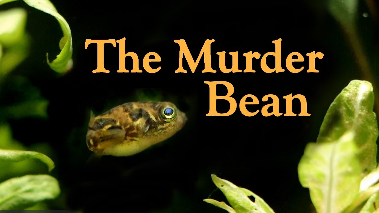 Убийственный боб! Всё о гороховых иглобрюхах.
