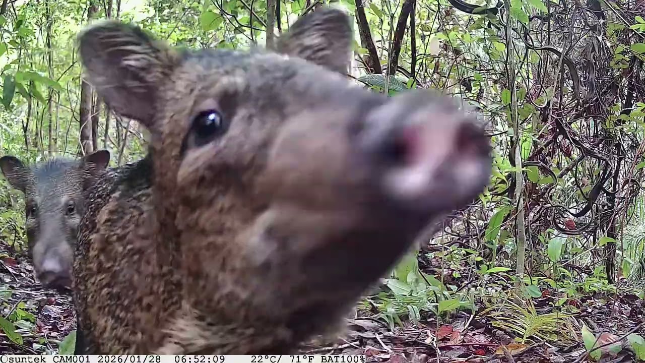 Ceva bastante movimentada.. Vamos seguir galera.. Dá essa força.. Tmj #caçador #paca #animais 