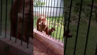 Urso De Canindé Dançando