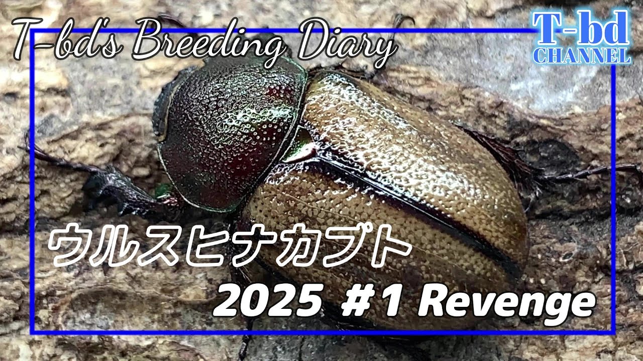 ウルスヒナカブト2005＃1 リベンジ！