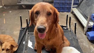 The Dog Who Accompanied Him For 2 Years Passed Away,The Owner Wrote A Farewell Letter ,I'M In Tears