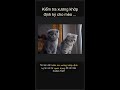 🦴 Kiểm tra xương khớp cho mèo Scottish Fold 🐱 #Shorts