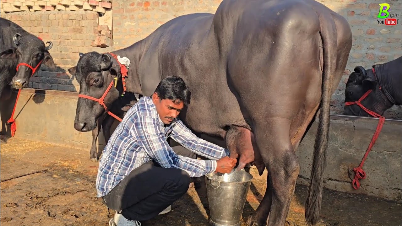 गिरी बाबा के डेयरी फार्म पर मुर्रा भैंस की भरी गाड़ी आ रही है रविवार के दिन | Buffalo Farm #bhains
