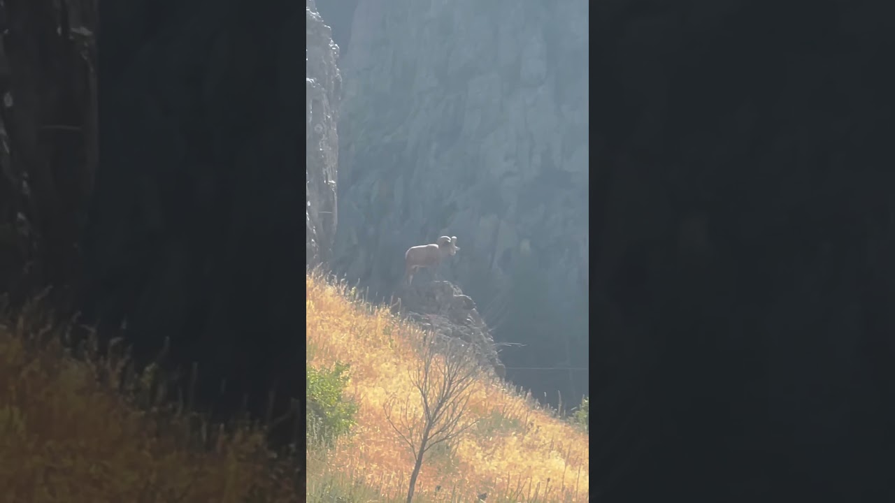 Cliff Boss, Big Horn Sheep, Cascade, Montana. 