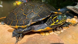 How to Know If Your Turtle is Sick! Health Checks on my Turtles and Tortoises!
